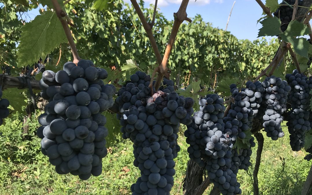 Of Grapes and Rocks